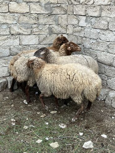 Qoyunlar, qoçlar: Salam tecli satlır sağlam heyvanlardıı qiymət razlşmaq olarr — 4