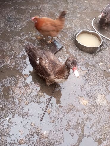 Digər quşlar: Salam. 4 ədəd erkək lal ördək satılır. 4 aylıq iri quşlardır. Düzdü — 7