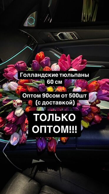 Цветы и букеты: Оптом тюльпаны голландские 60см
90сом