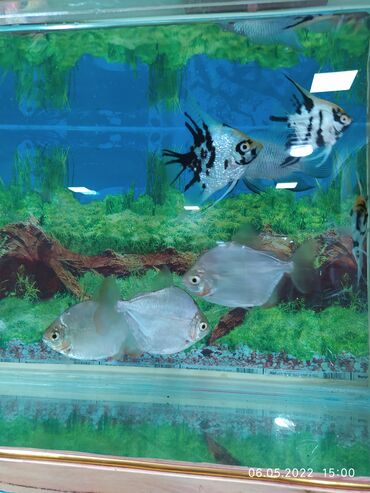 Рыбы: Рыбы — 8