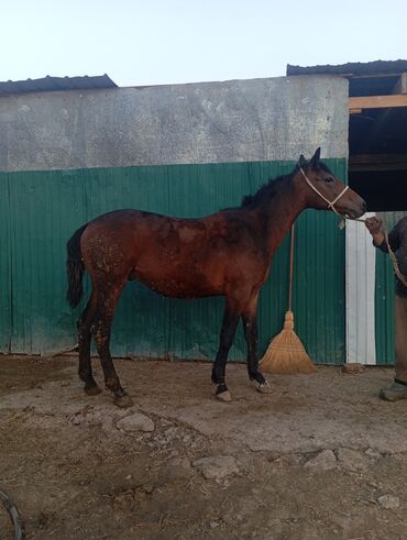 Лошади, кони: Продаю | Жеребец | Для разведения, Рабочий | Племенные — 2
