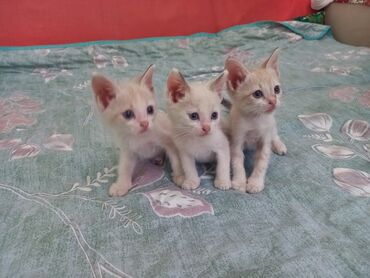 сиамский кот цена: Сиамская, 2 месяца, Мальчик, Биколор, Приучена к лотку, Проглистована