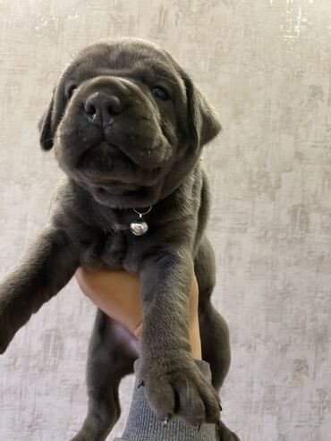 İtlər: Kane-Korso, 2 ay, Erkek, Sənədli, Pulsuz çatdırılma, Ödənişli çatdırılma — 20