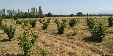 Torpaq sahələrinin satışı: 116 sot, Kənd təsərrüfatı, Barter mümkündür, Kupça (Çıxarış) -da lalafo.az — 5 Torpaq sahələrinin satışı: 116 sot, Kənd təsərrüfatı, Barter mümkündür, Kupça (Çıxarış) — 5