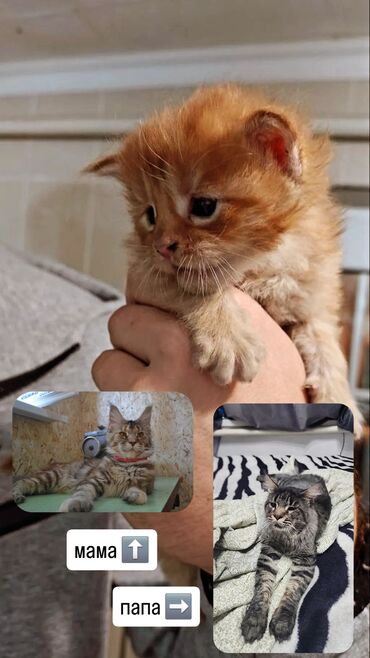 потерялся кот: Мейн-кун, 1 месяц, Мальчик, Биколор, С документами