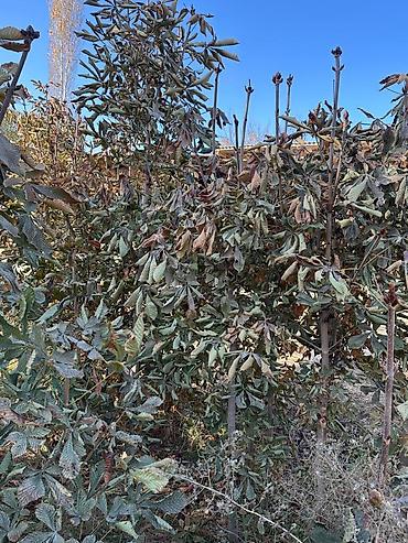 Другие декоративные деревья: Каштан крымский 2метр 800сом 3метр 1000сом — 4