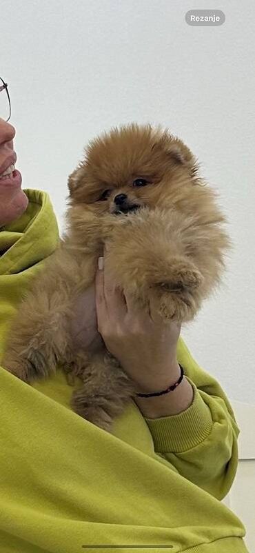 Psi: Odgaivacnica ekskluzivnih pomeranaca i pudli registrovana u FCI savezu — 4