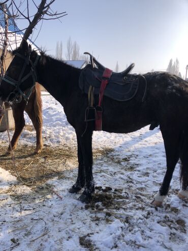 Башка жаныбарлар: Кара жорго жоргосу абдан жакшы апитит айгыр