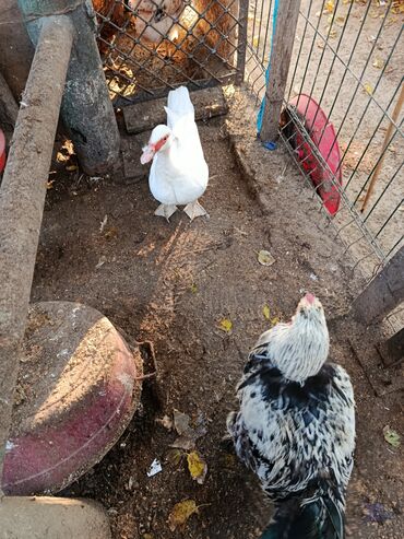 Toyuqlar: Satılır: həyət quşları (qarışıq) - Növ və rənglər: ağ qaz, ağ muskus — 2