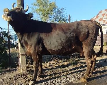 Продам с/х животных: Продаю | Корова (самка) | Полукровка, Алатауская | Для разведения, Для молока | Стельные, Искусственник — 6