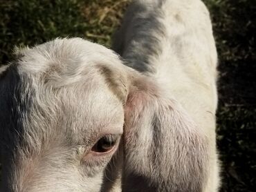продаю коз: Продаю | Коза (самка), Козёл (самец) | Полукровка | Для разведения, Для молока