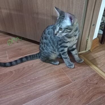 дом для кош: Бенгальская, 3 месяца, Девочка, Приучена к лотку, Проглистована, С прививками