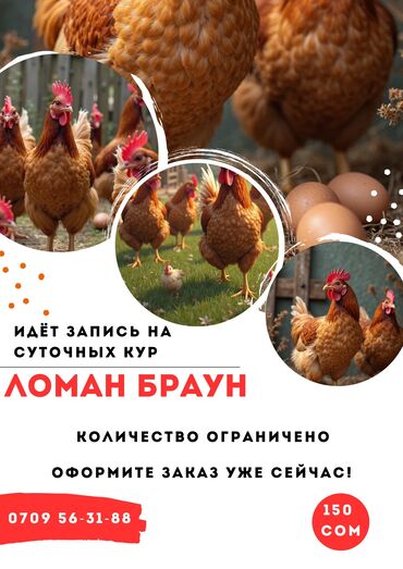 кальций для кур: Продаю | Цыплята | Для разведения