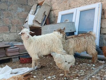 pişiyə verilən adlar: Dişi, Zanen, il: 3, Damazlıq, Ətlik, Ünvandan götürmə