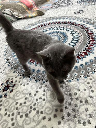 кошка британская вислоухая: Британский короткошёрстный котик серого (blue) окраса. - Плотная — 4
