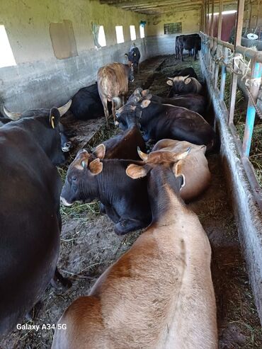 Коровы, быки: Продаю | Бык (самец) | На откорм