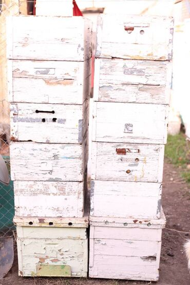 Товары и оборудование для с/х животных: Ульи около 45 комплектов. Рутовская система, корпусные, пригодны для — 20