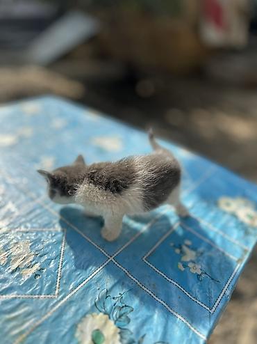 котята пародистые: Отдаются даром котята, возраст — 1,5 месяца. Описание: - Окрас — 9