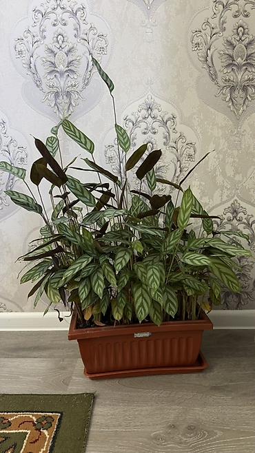Калатея (вероятно Calathea/Goeppertia ‘Ctenanthe’ с зебровым рисунком