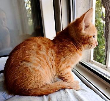 маленький кот: Кошка даром: Беспородная, 2 месяца, Мальчик, Приучена к лотку, Проглистована — 6