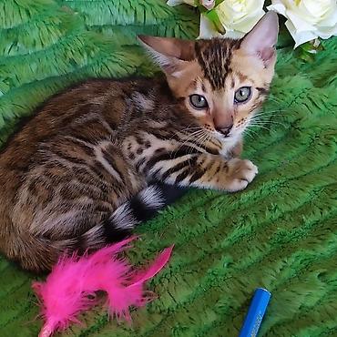 леопардовый кот: Бенгальские котята !!! домашние. мини леопардики. Друзья у нас — 3