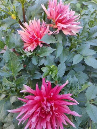 Садовые цветы и кустарники: Саженцы цветка: Флоксы — 5