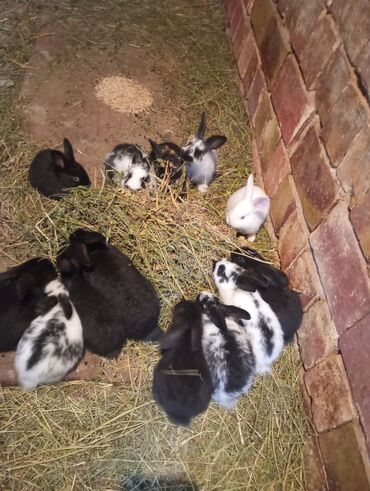 купить собаку в оше: Продаю | Крольчата | Для разведения at lalafo.kg купить собаку в оше: Продаю | Крольчата | Для разведения