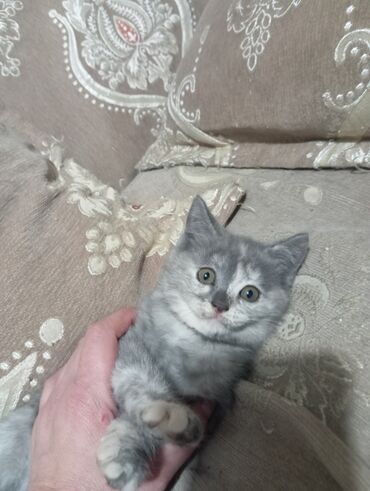 нашли кошку: Очаровательные котята серо-дымчатого окраса. мама шотландская