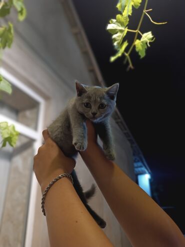 ağ pişik cinsləri: Şotland, Dişi