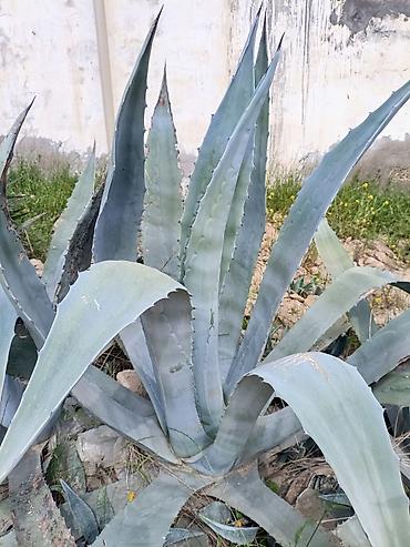 gila: Agave americana (Amerika aqavası) – böyük dekorativ sukulent - Növ — 3