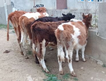 Dana, buzov: Dana, buzov, Dişi, Simental, ay: 4, 40 kq, Damazlıq — 4