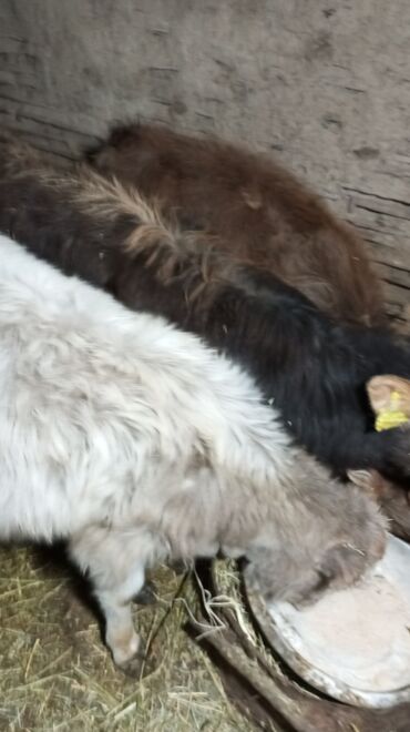 Коровы, быки: Продаю | Тёлка | На откорм — 10