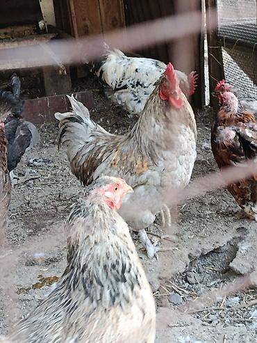 собака беловодск: Продаю | Куры | Домашняя | Для разведения — 5