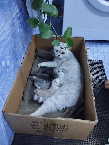 Продажа кошек: Котята от Шотландской короткошерстной - Малыши с мамой на — 2