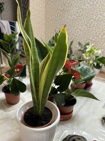 домашнии цветы: Комнатные растения в горшках: - Антуриум (красноцветковый)