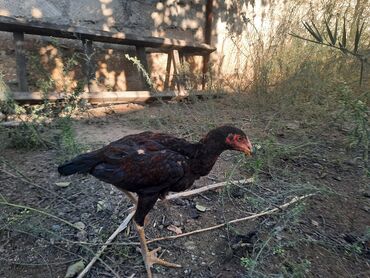 Коровы, быки: Heyrati Xoruzu. Aprelin 25-inde yumurtadan cixiblar. Cins heyvanlardi