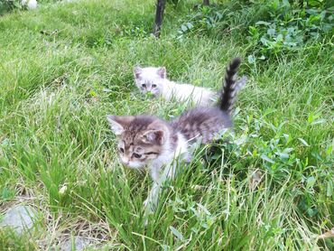 сибирская черно белая кошка: Беспородная, 2 месяца, Мальчик, Биколор, Приучена к лотку
