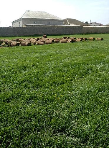 Toxumlar: Super qazon enli yarpaq sıx və alaqsız hörmetli ve deyerli — 6