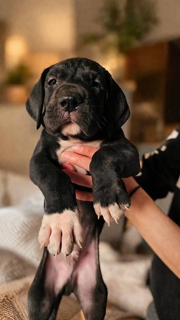 Psi: Dostupni stenci nemacke doge, rodjeni 09.03.2026. FCI registrovani — 5