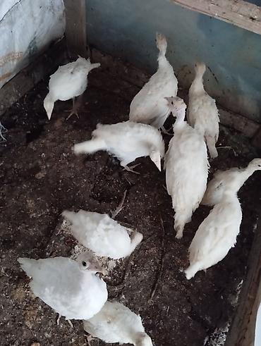 kend colpaları: Unvan gilezi. 25 eded hamsi bir yerde satilir 3 ayliq qiymet 24 azn — 10