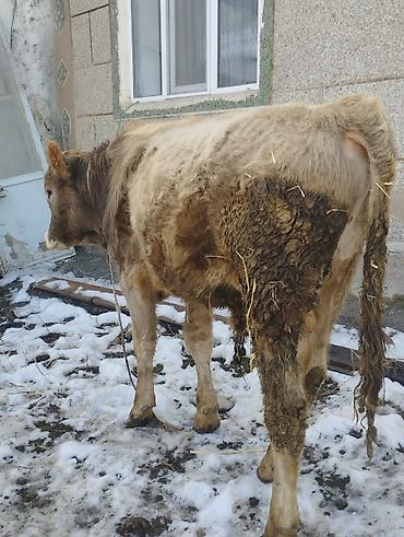 Коровы, быки: Продаю | Бык (самец) | Швицкая, Полукровка | Для разведения | Осеменитель — 7