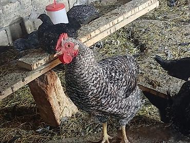 тап аз птицы: Məhsul: Yerli qarışıq cins toyuq və xoruzlar4 aylikdirlar Təsvir: - — 7
