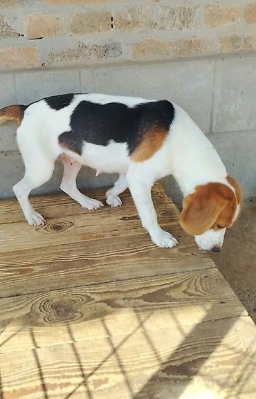 Na prodaju,Rasa: beagle (trobojni) stara godinu dana,primila sve tri na lalafo.rs Na prodaju,Rasa: beagle (trobojni) stara godinu dana,primila sve tri