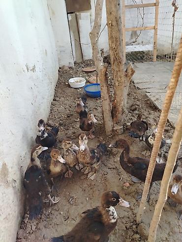 bala ordək: Lal Ördek bala lari tam sağlam dir yerim balaca olduğu ucun satram — 1