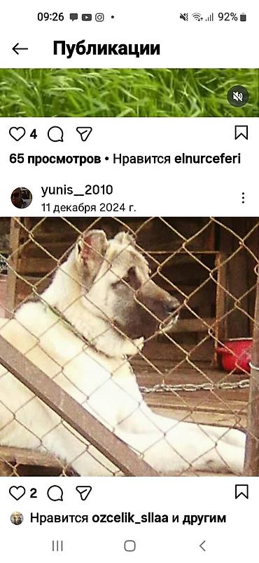 İtlər: Kanqal — 11