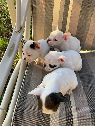 Psi: 🔥 TOP FRANCUSKI BULDOG ŠTENCI 🔥 Na prodaju vrhunski štenci francuskog — 14