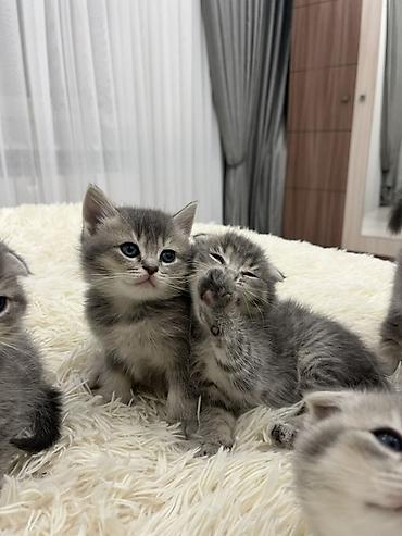 Pişiklər: Şotland, Erkək — 10