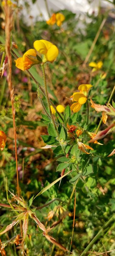 Bal: Müalicəvi Göyçay qaratikan balı 100% tam təbii baldır. Süzülmə bal — 24