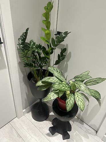 Драцены и Сансевиерии: Адаптированные пересаженные в горшках. Сансеvierия (Sansevieria — 6