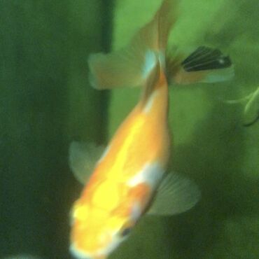 Рыбы: ЗОЛОТЫЕ РЫБКИ 

5-8 сантиметров 
150 сом одна рыбка
р. Ново-Покровка — 10